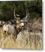 Mule Deer I Metal Print