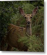 Mule Deer On Alert 2 Metal Print