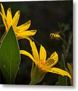 Mules Ear And Honey Bee Metal Print