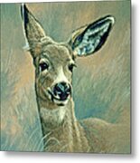 Muley Fawn At Six Months Metal Print
