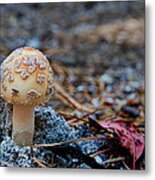 Mushroom 2 Metal Print