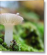 Mushroom 5 Metal Print