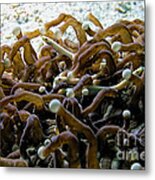 Mushroom Coral Pipefish Metal Print