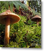 Mushroom Forest Metal Print