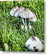 Mushroom In September Hdr Metal Print