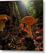 Mushroom Morning Metal Print