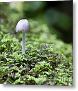 Mushroom Metal Print