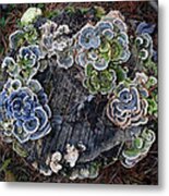 Mushrooms On A Tree Stump Metal Print