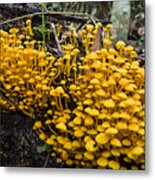 Mushrooms On Tree Trunk Panguana Nature Metal Print