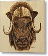 Muskox Metal Print