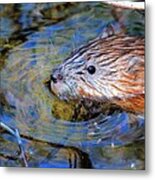 Muskrat Metal Print