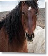 Mustang Beauty Metal Print