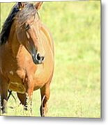 Mustang In Meadow Metal Print