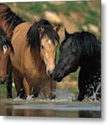 Mustangs At Waterhole In Summer Metal Print