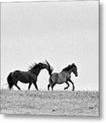 Mustangs Sparring 2 Metal Print