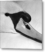 Mute Swan Black White Metal Print