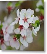 Nanking Branch With Blossoms Metal Print