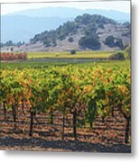 Napa Valley California Vineyard In Fall Autumn Metal Print