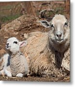 Napping Sheep Metal Print