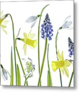 Narcissus,snowdrops And Muscari Flowers Metal Print