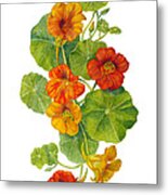 Nasturtiums - Tropaeolum Majus Metal Print