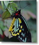 Natural Awakenings Metal Print