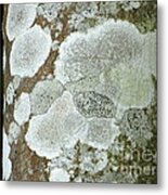 Natural Tree Art Metal Print