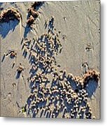 Natures Art - Spot The Sand Bubbler Crab Metal Print