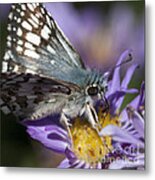Nature's Best Butterfly Metal Print
