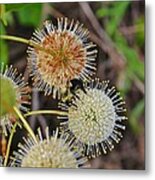 Nature's Delicate Orbs Metal Print