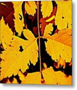 Nature's Designworks Metal Print