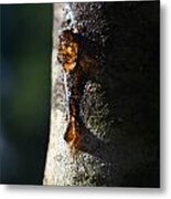 Natures Gold Metal Print