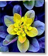 Nature's Splendor Metal Print