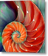 Nautilus Shell - Nature's Perfection Metal Print
