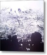 .
Bravo Blossoms Take 5 / Urban Metal Print