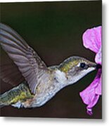 Nectar Nourishment Metal Print