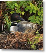 Nesting Loon At First Light Metal Print