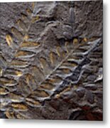 Neuropteris Fossil Metal Print