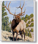 Nevada Typical Elk Metal Print