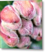 New Beginnings-rhododendron Floret Bud Metal Print