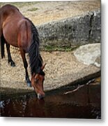 New Forest Pony Drinking From Stream Metal Print