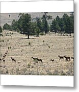 New Mexico Elk Herd Metal Print