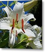 Newly Opened Lily Metal Print