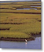 North Carolina Marsh Metal Print