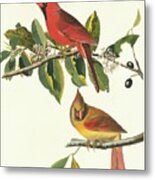 Northern Cardinal Birds Metal Print