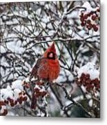 Northern Cardinal Embracing Winter Metal Print