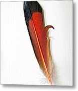 Northern Flicker Tail Feather Metal Print