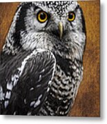 Northern Hawk Owl Metal Print