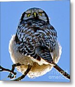 Northern Hawk Owl Looks Around Metal Print