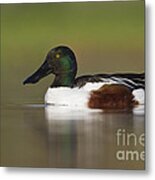 Northern Shoveler Metal Print